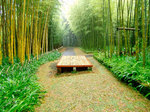富士竹類植物園
