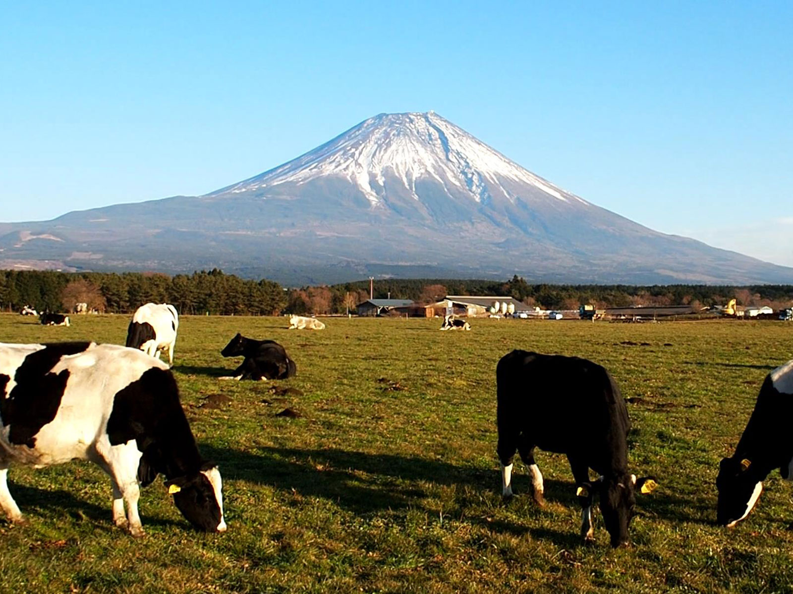 富士山西麓 観光