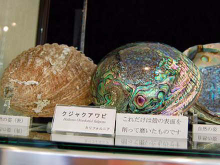 真鶴町立遠藤貝類博物館