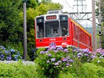     箱根登山鉄道沿線のアジサイ
