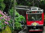     箱根登山鉄道沿線のアジサイ