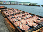 清水魚市場 河岸の市